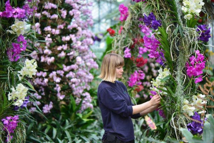 orchidea-fest-in-london-kew-garden