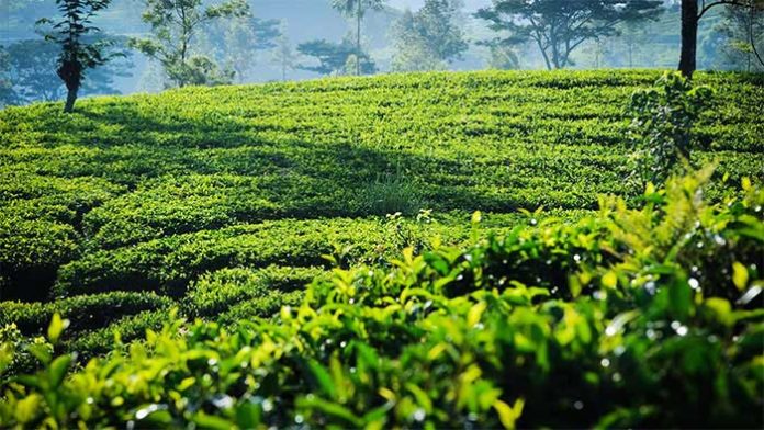 sri-lanka-tea-state