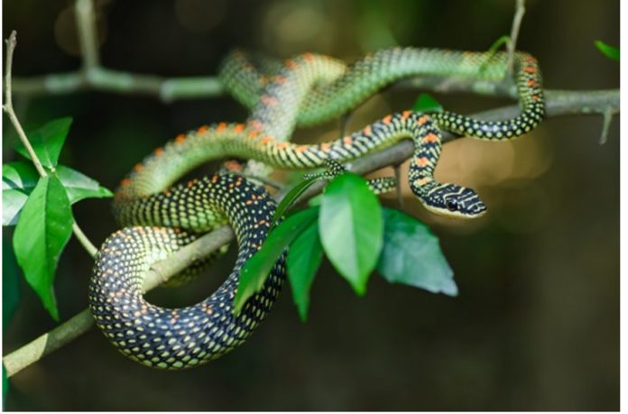 ucyan-jennet-yylany-Chrysopelea-paradise-snake