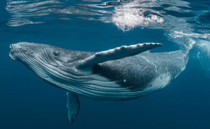 world-whale-day-kit-underwater-undersea-sea-mammal