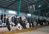 Лебапские животноводы в этом сезоне намерены получить более 72 тысяч ягнят