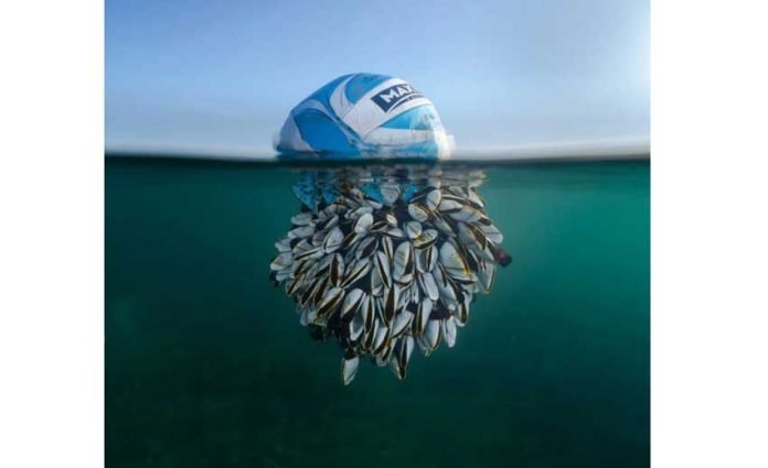 2024-britain-best-wildlife-photo