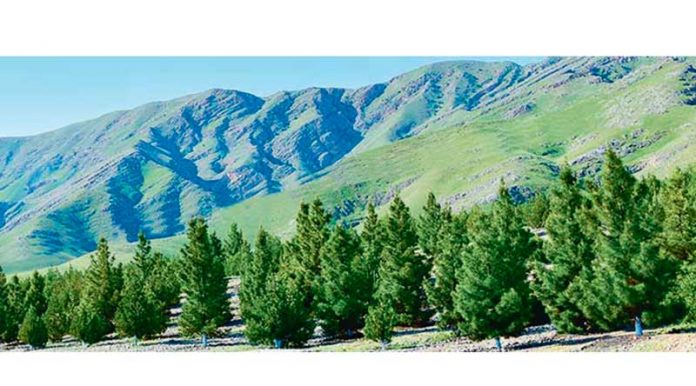 agac-bag-tree-forest-mountain