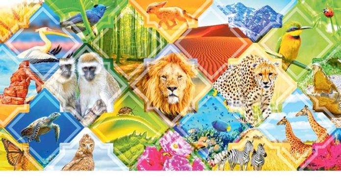 animal-crea-animal