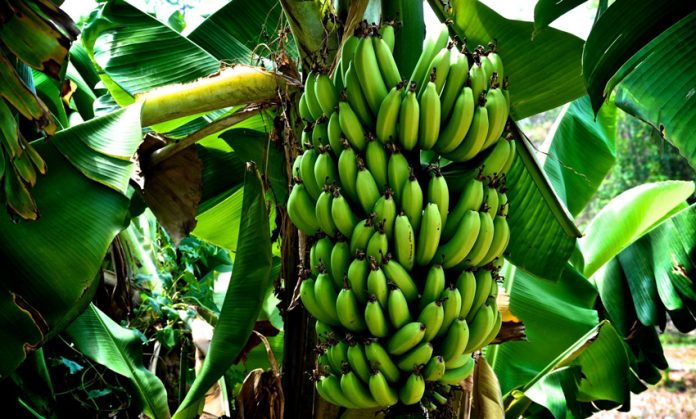 banane-tree-banan-muz-agaci-agac