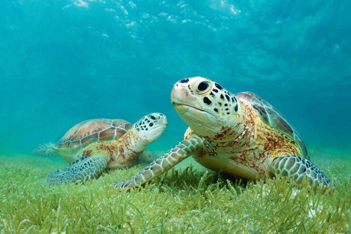 grazing-turtles-pyshbaga