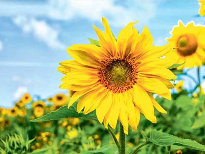 gunebakar-aycicegi-sunflower