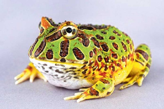 gurbaga-frog-kurbaga