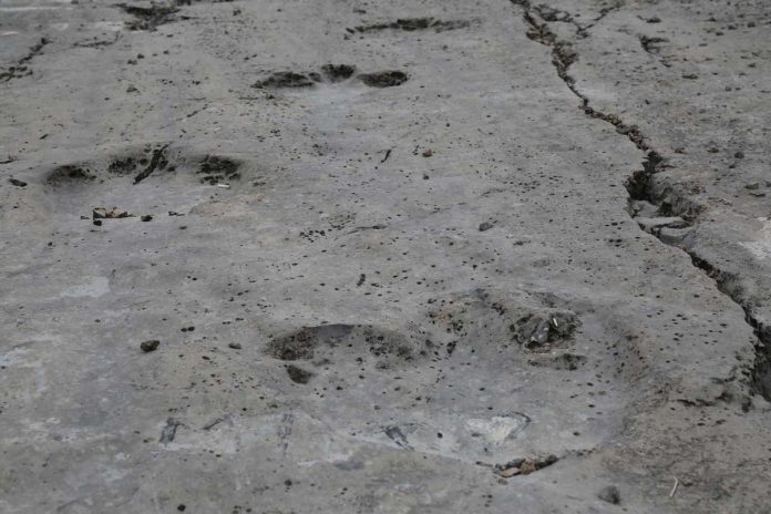 koytendag-dinozawr-ayak-yz-dynosaur-foot-print-5X2A3908
