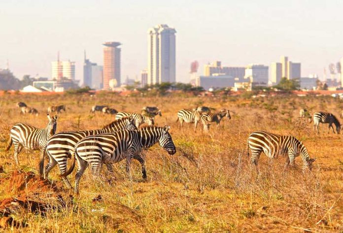 nairobi-kenya-zebra
