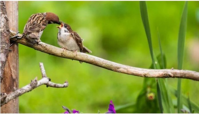 serce bird