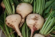 Türkmenistan gant şugundyrynyň tohumyny satyn alar