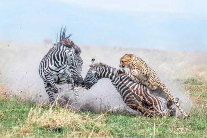 cheeta-leopar-and-zebra-best-photo