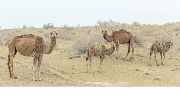 duye-camel-deve