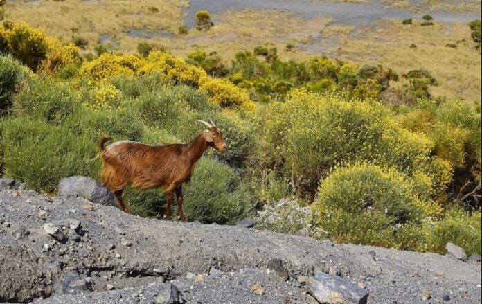geci-goat-keci