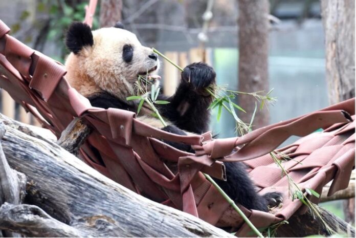 panda