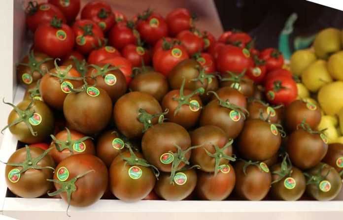 pomidor-tomato-dpmates-5X2A3037