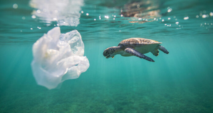 turtle-sea plastic