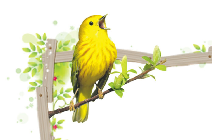 bilbil-bulbul-bird