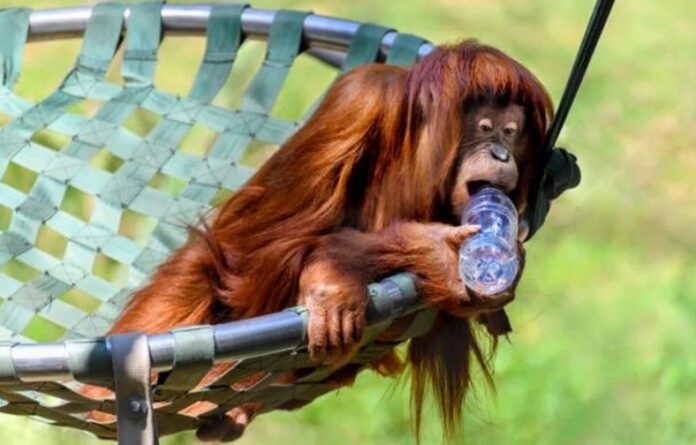 monkey maymyn water