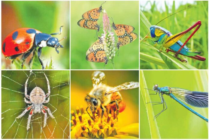 mor-mojek-insects