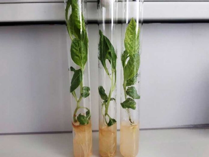 plant-osumlik-ot-вуз-(2)