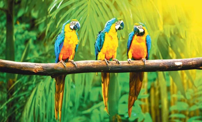 toty-toty-gush-parrot-papagan
