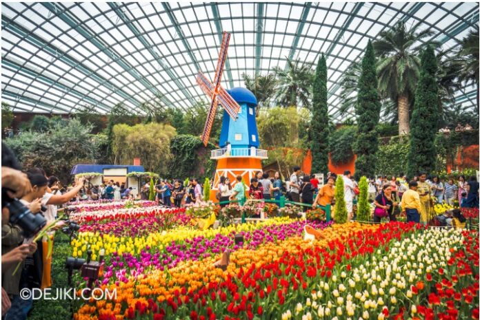 tulipmania singapore