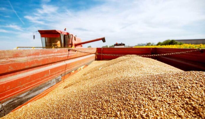 wheat-bugday-санконтроль