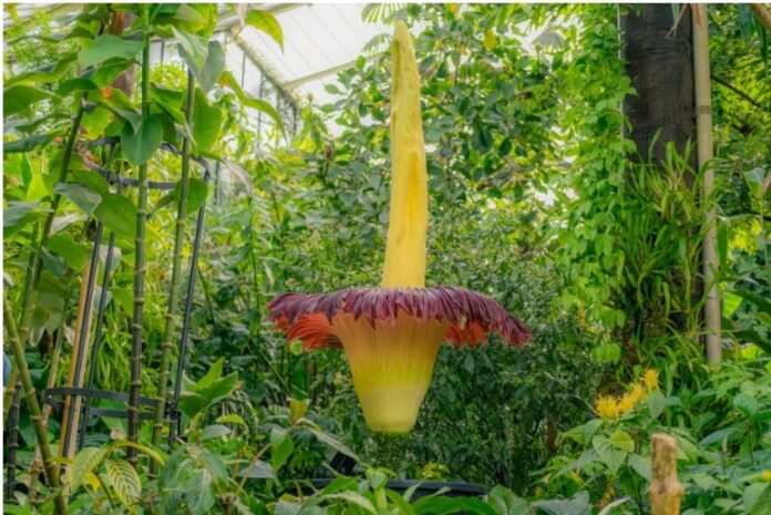 Titan arum flower plant