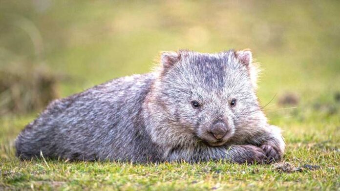 australia-animal-nature-wombat