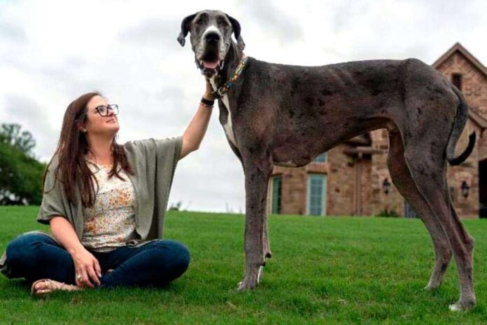 biggest-largest-dog