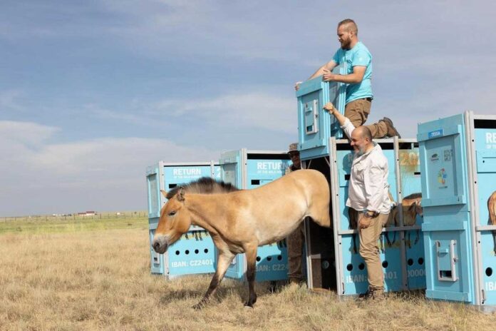 prezhevalski-atlary-horse-kazakh-steps-index