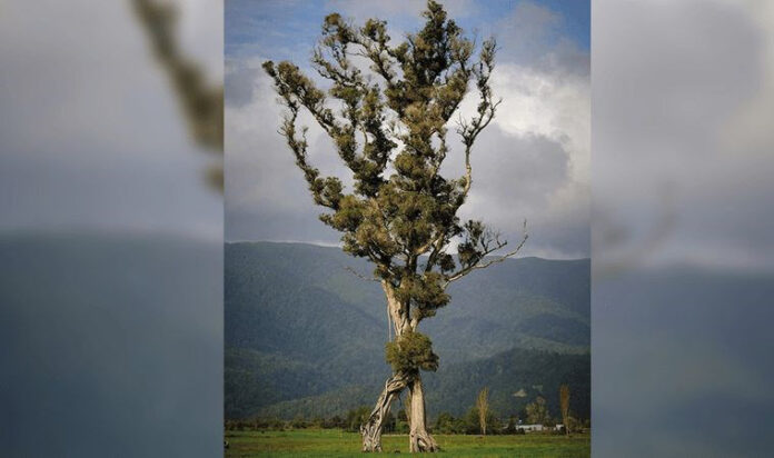 yoreyan-agac-walking-tree--new-zealand