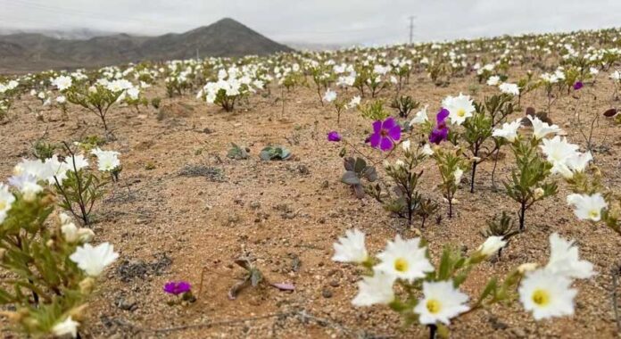 atacama-blooming-plants-flower