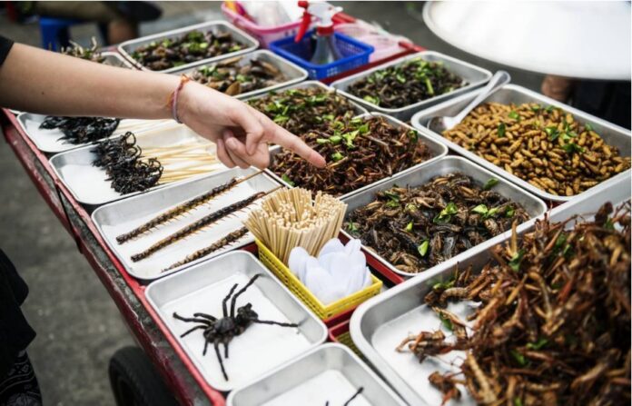 bug as a food iymit mor mojek bocek azyk