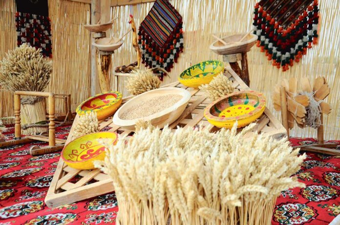 bugday-hasyl-turkmen-dayhan-wheat-110622-07