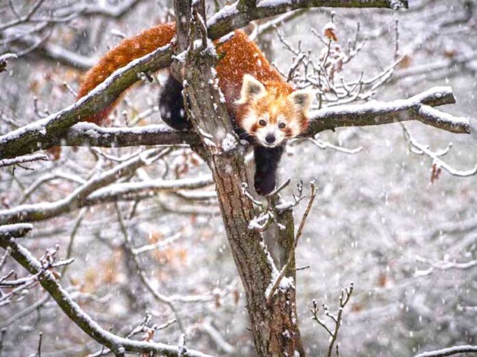 gyzyl-kizil_panda-red-panda