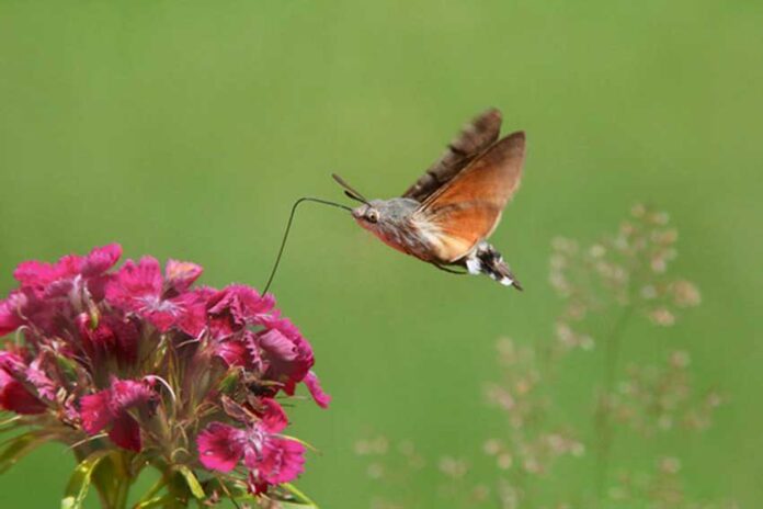 hummingbird-hawk-moth-butterfly