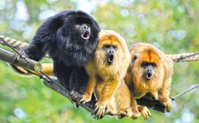 imagetools-primat-maymyn-monkey