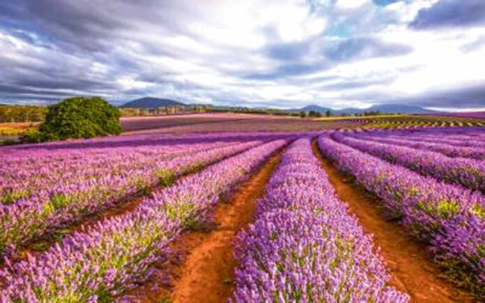 lavender-fiel-lavanta-tarlasi