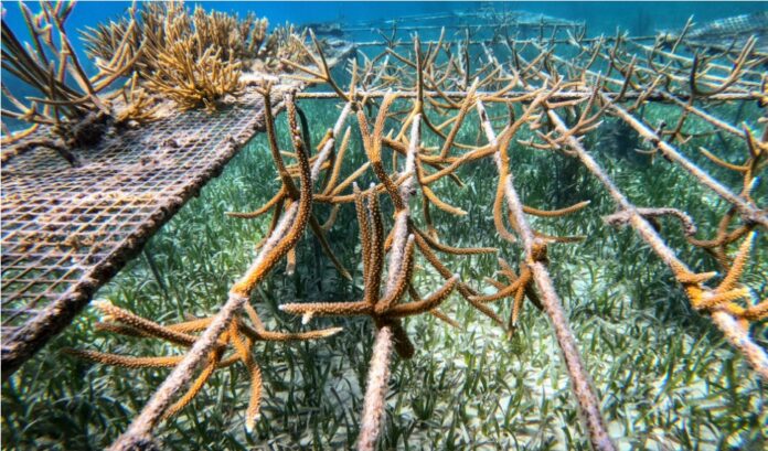 merjen rif mercan resif coral reefs