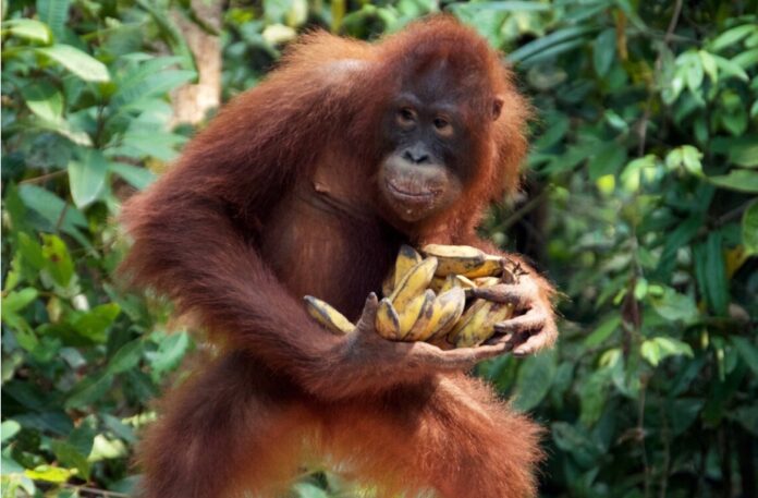 orangutan monkey