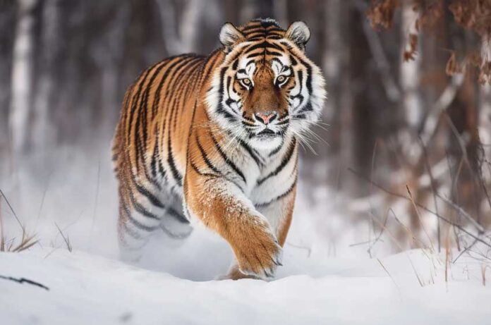 sebarian-or-amur-tiger