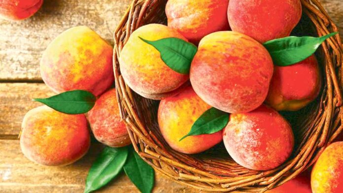shetdaly-seftali-peach