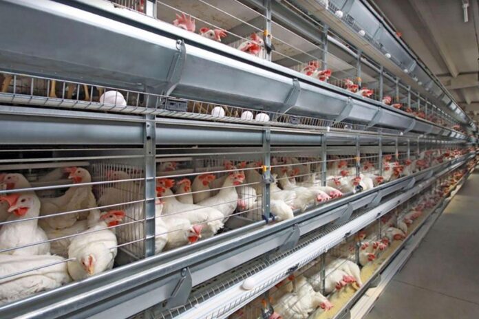 towuk ferma ketek hen chiken
