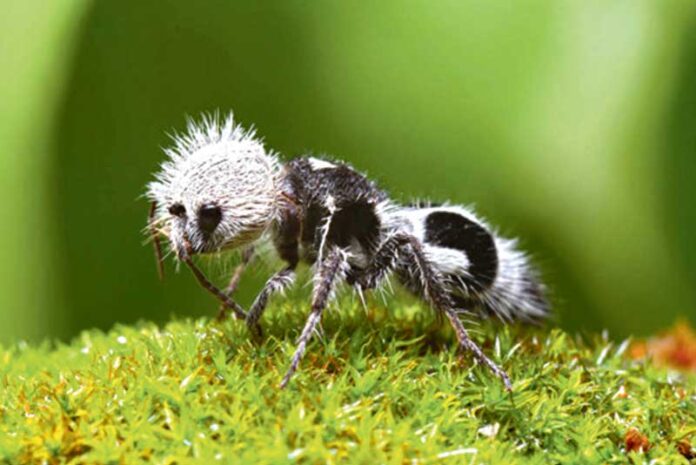 Hormiga-panda-garynja ant karinca