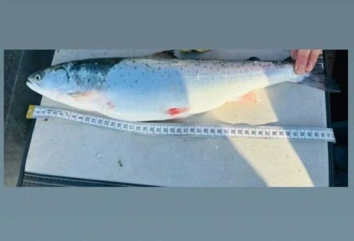 gyzyl-balyk-Salmo-caspius-caspian-sea-fish