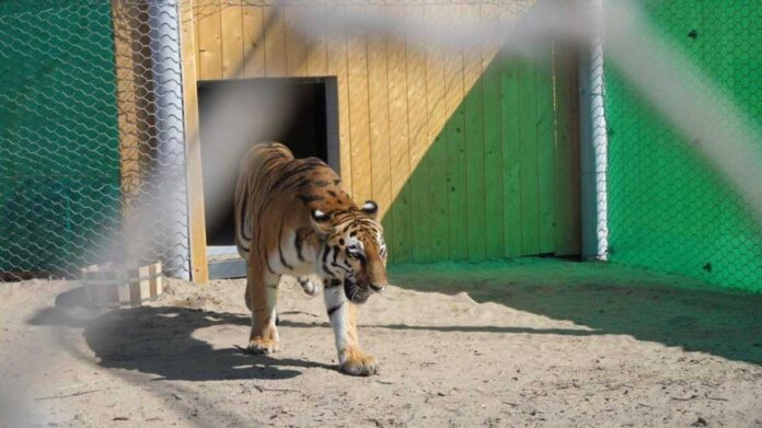 amur-turan-gaplany-tiger