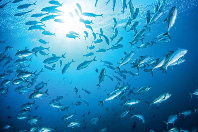 balyk-fish-sea